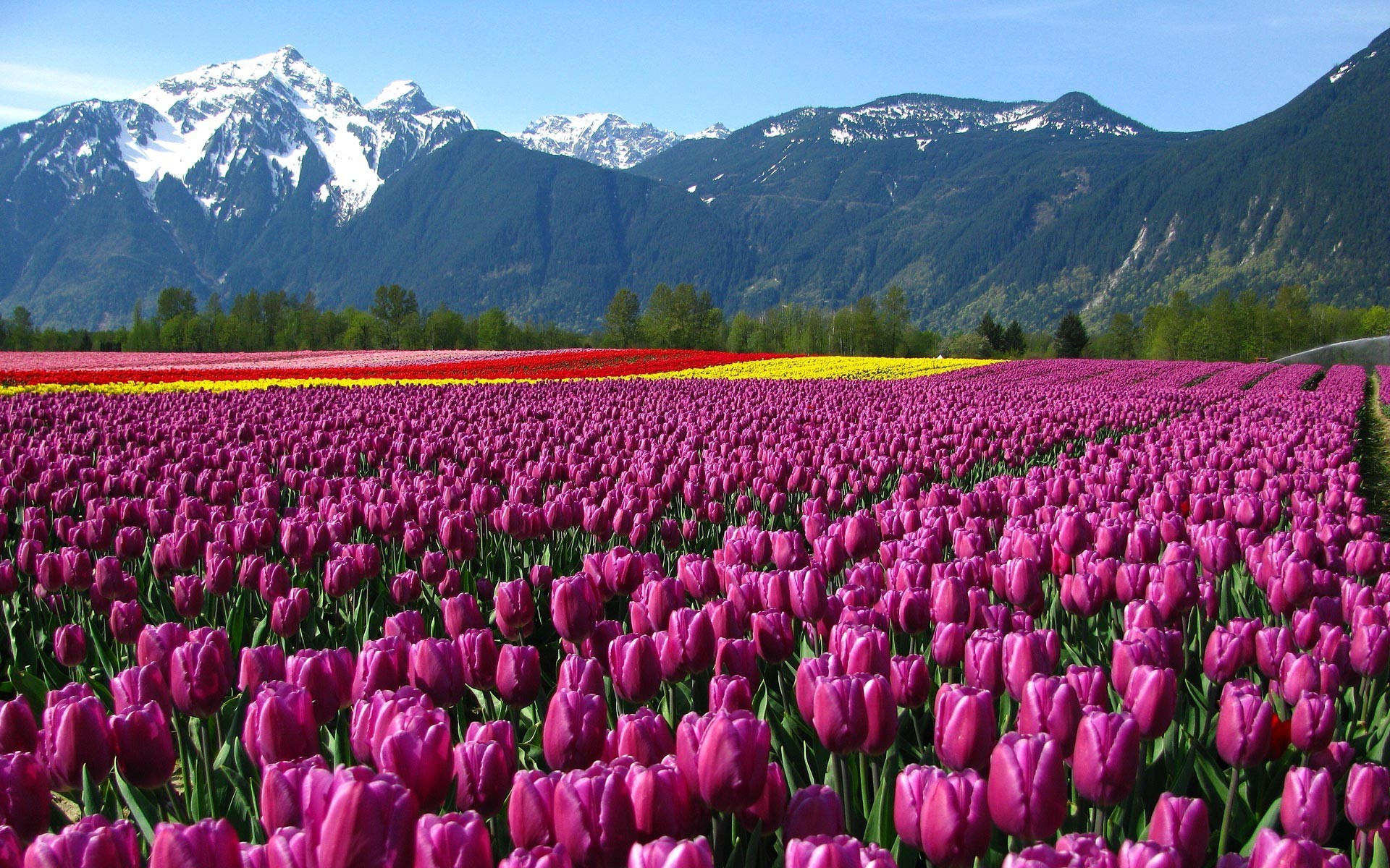 nature Wallpaper