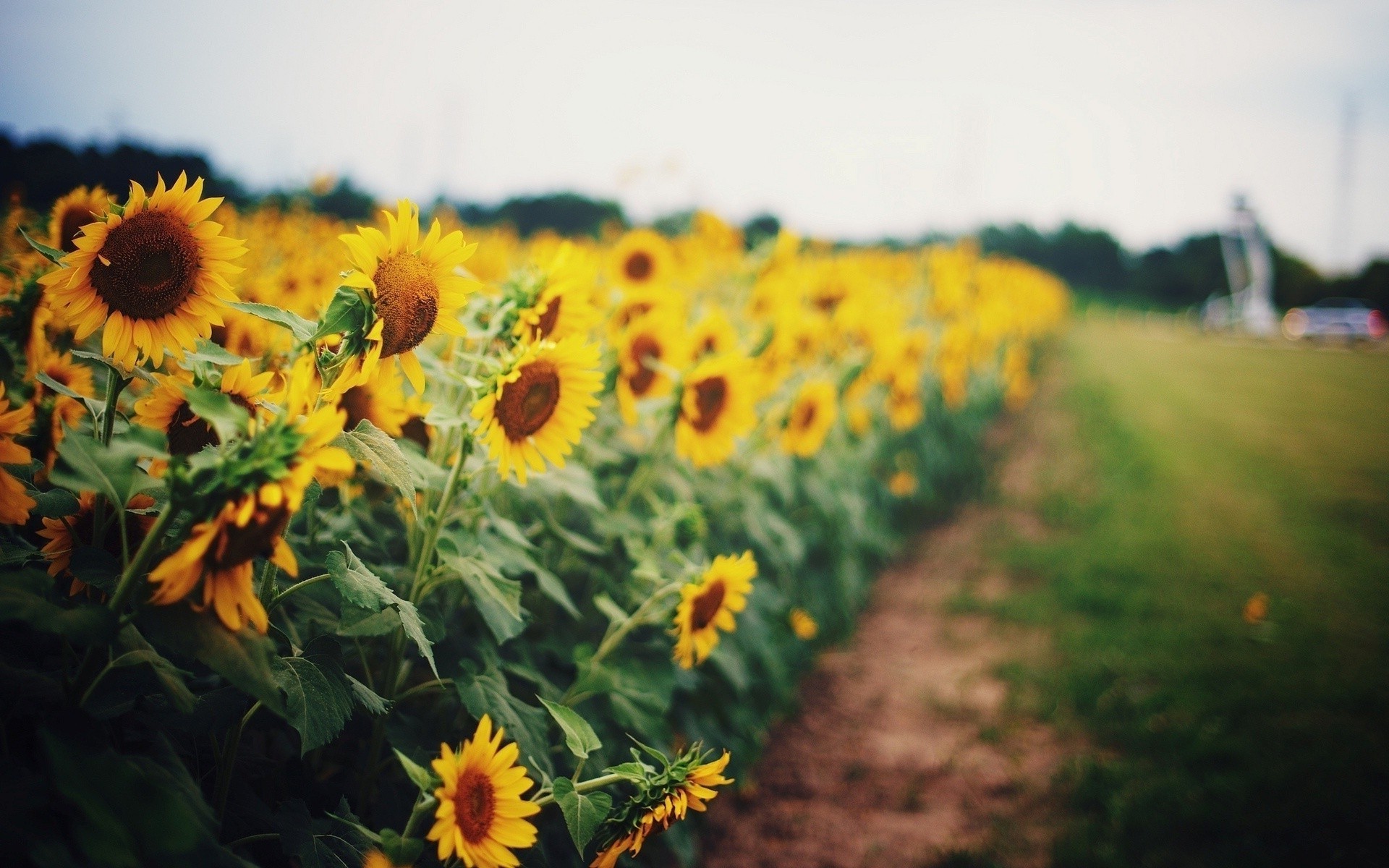 nature Wallpaper