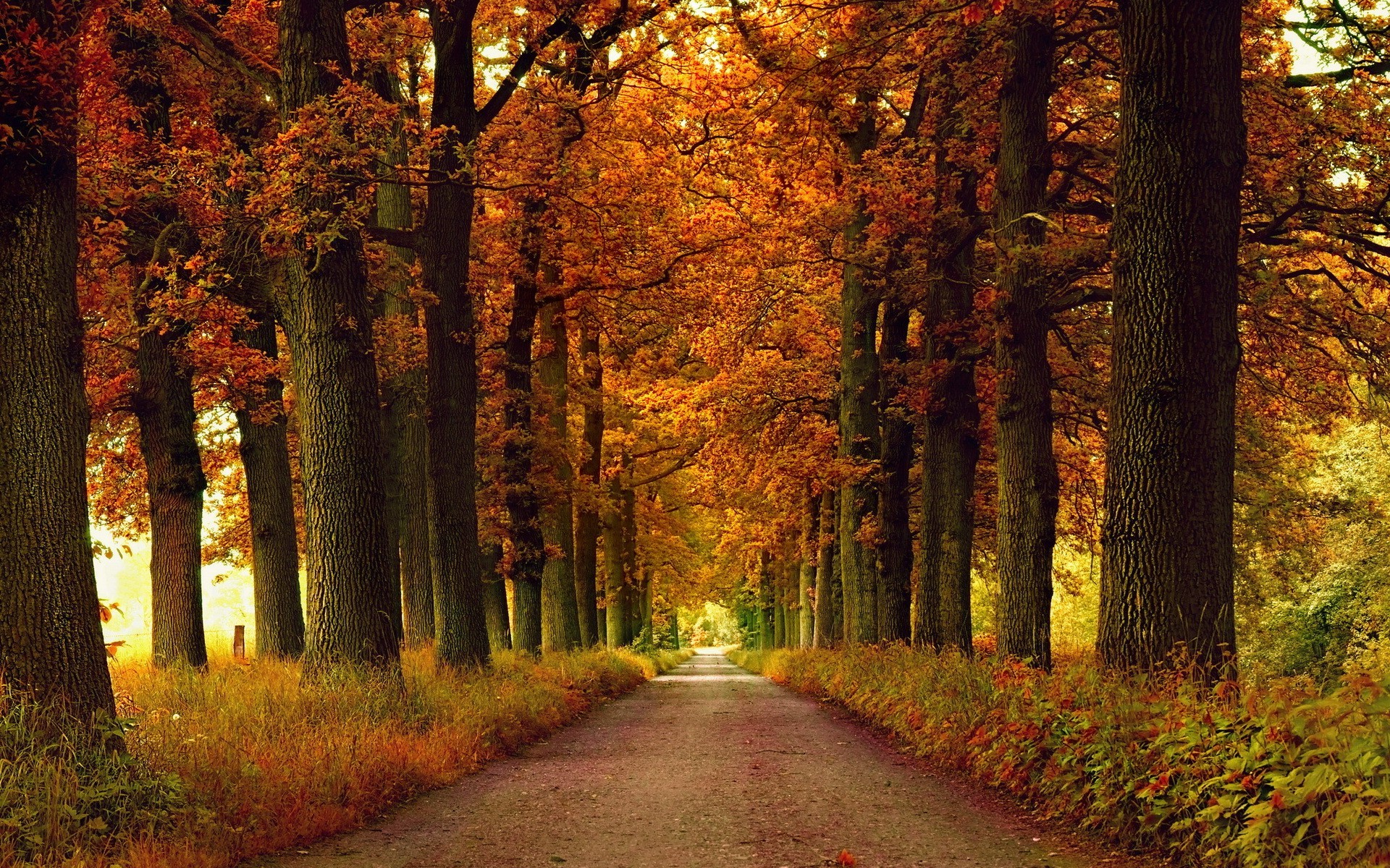 nature Wallpaper