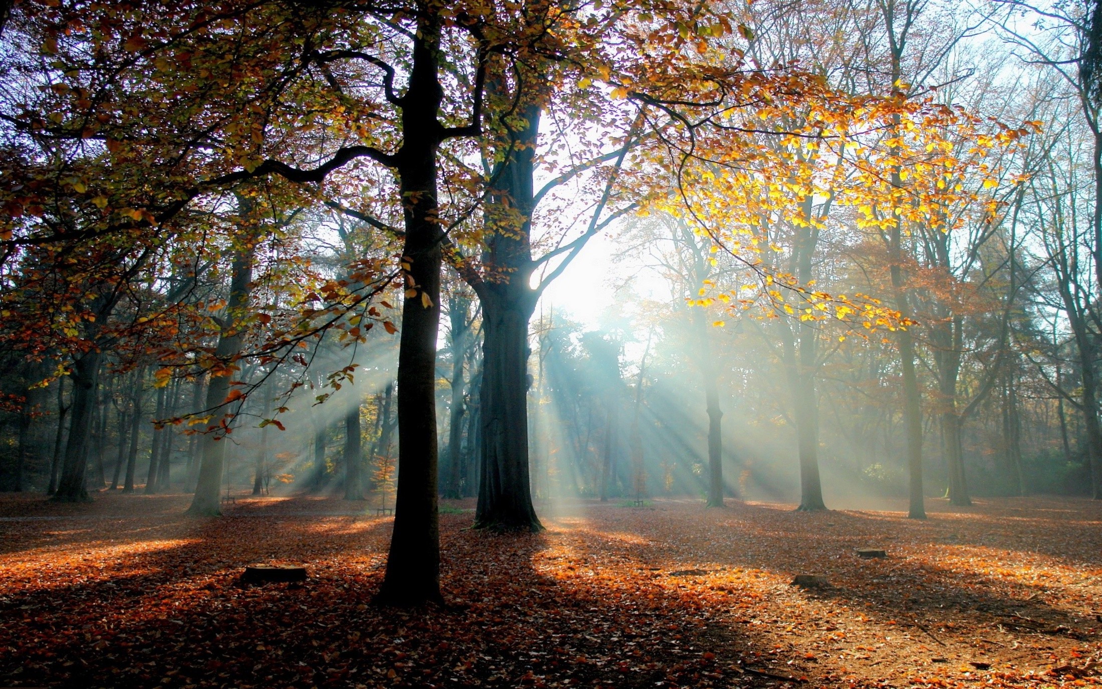 nature Wallpaper