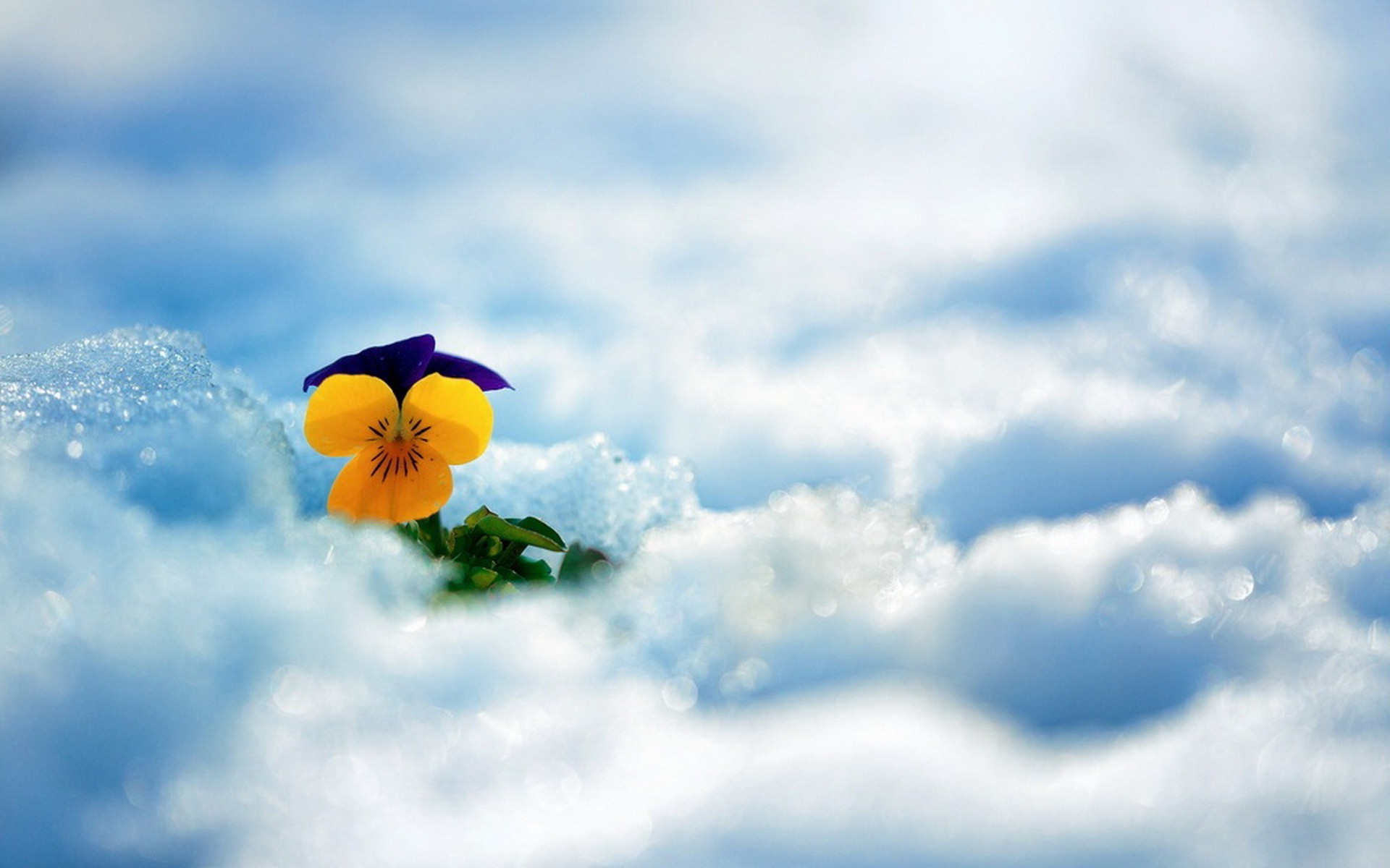nature Wallpaper