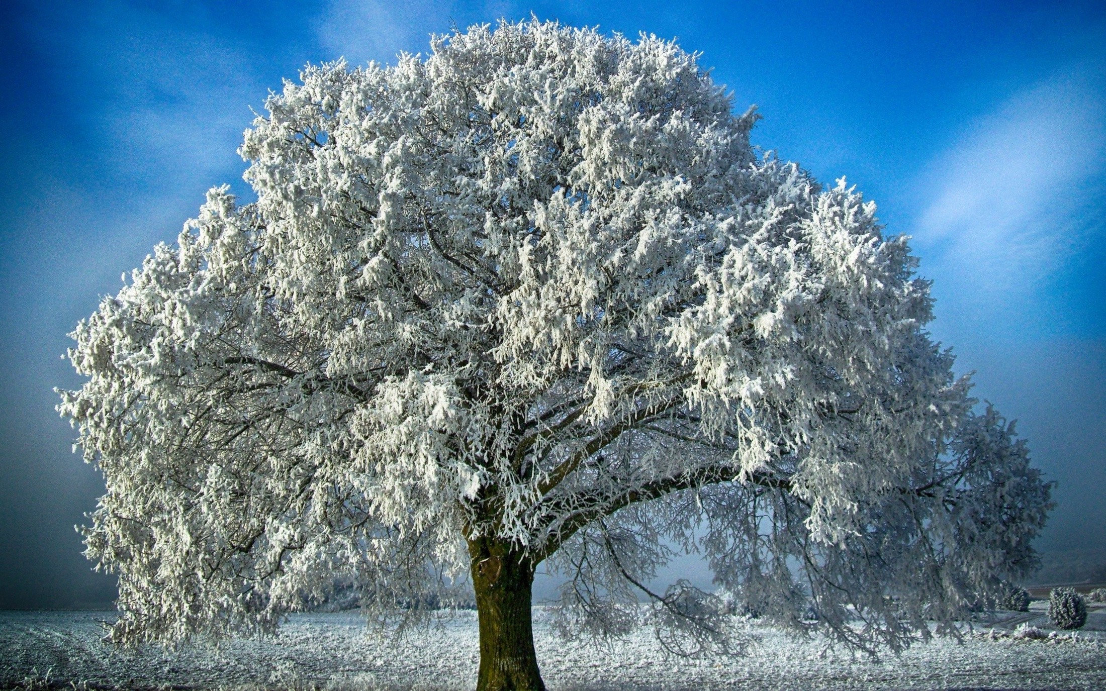 nature Wallpaper