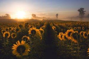 nature, Sunflowers, Mist, Field, Flowers