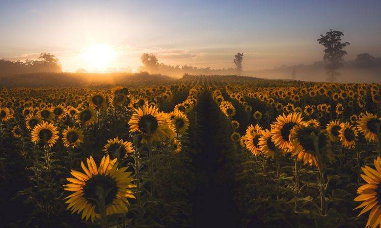 nature, Sunflowers, Mist, Field, Flowers HD Wallpaper Desktop Background