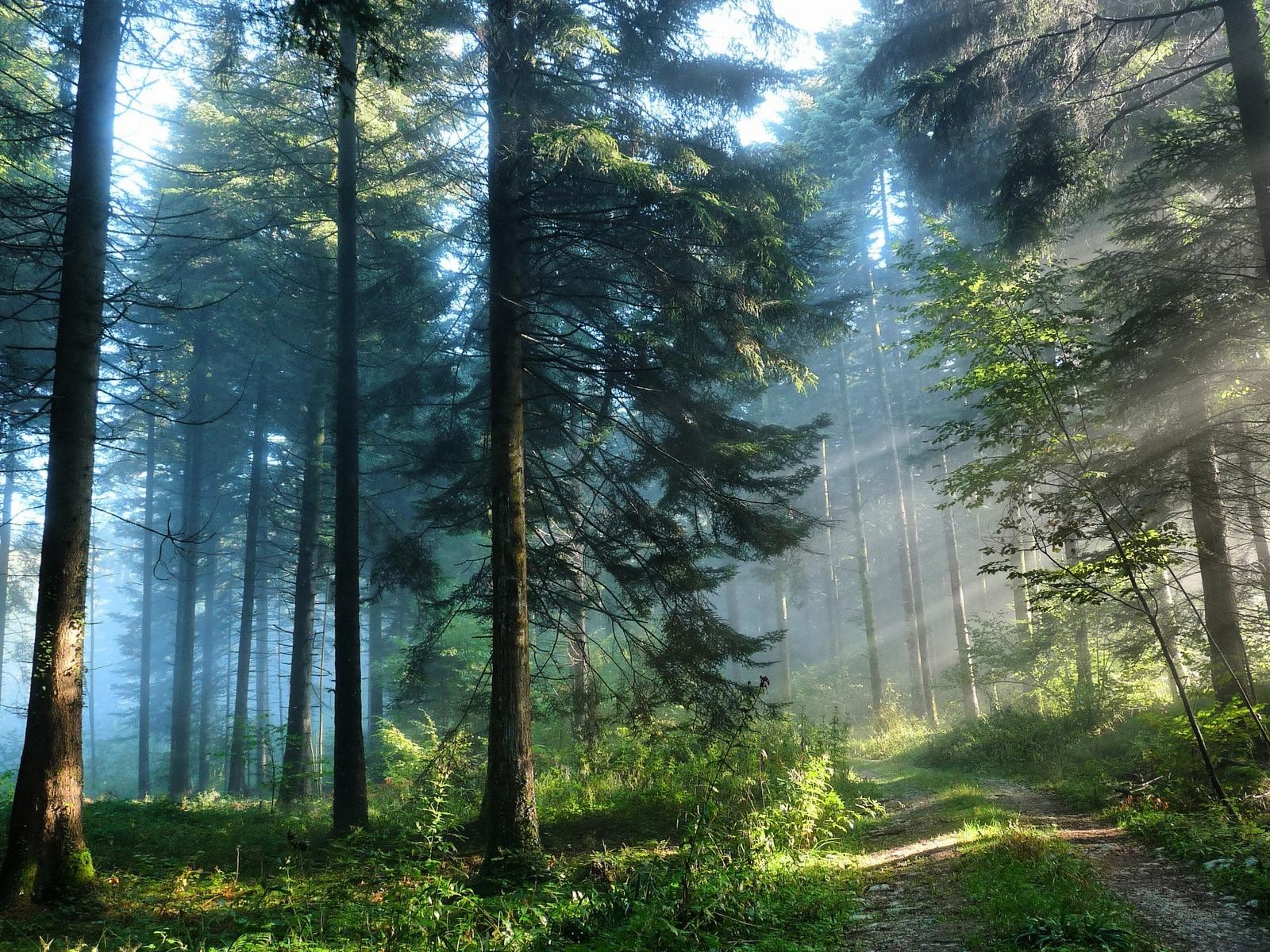 nature Wallpaper