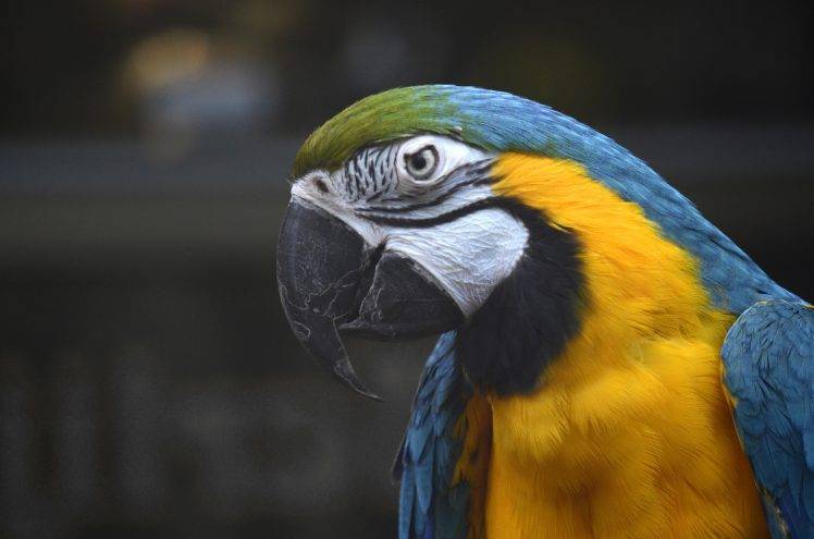 nature, Parrot, Birds, Animals HD Wallpaper Desktop Background
