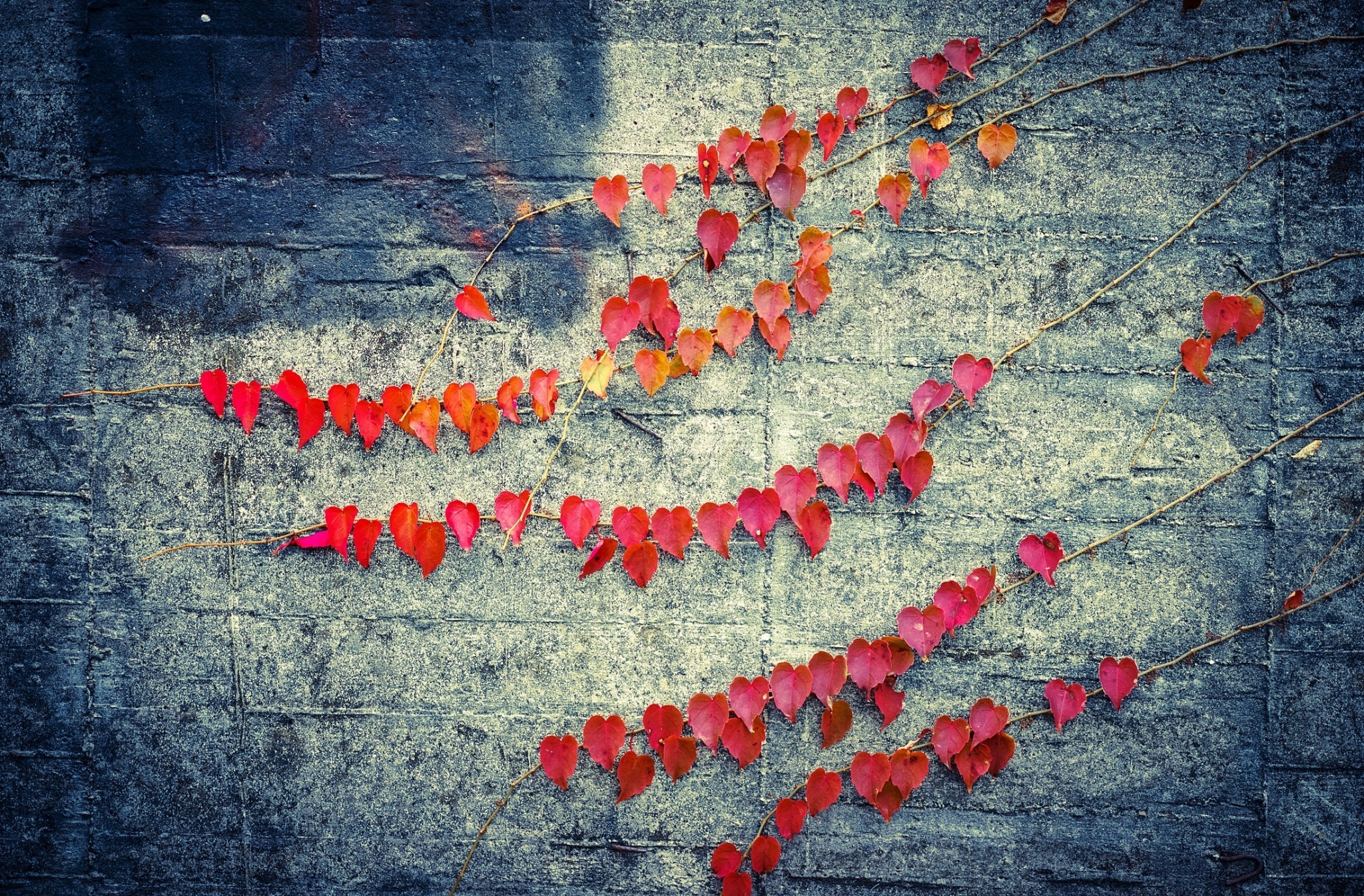 nature Wallpaper