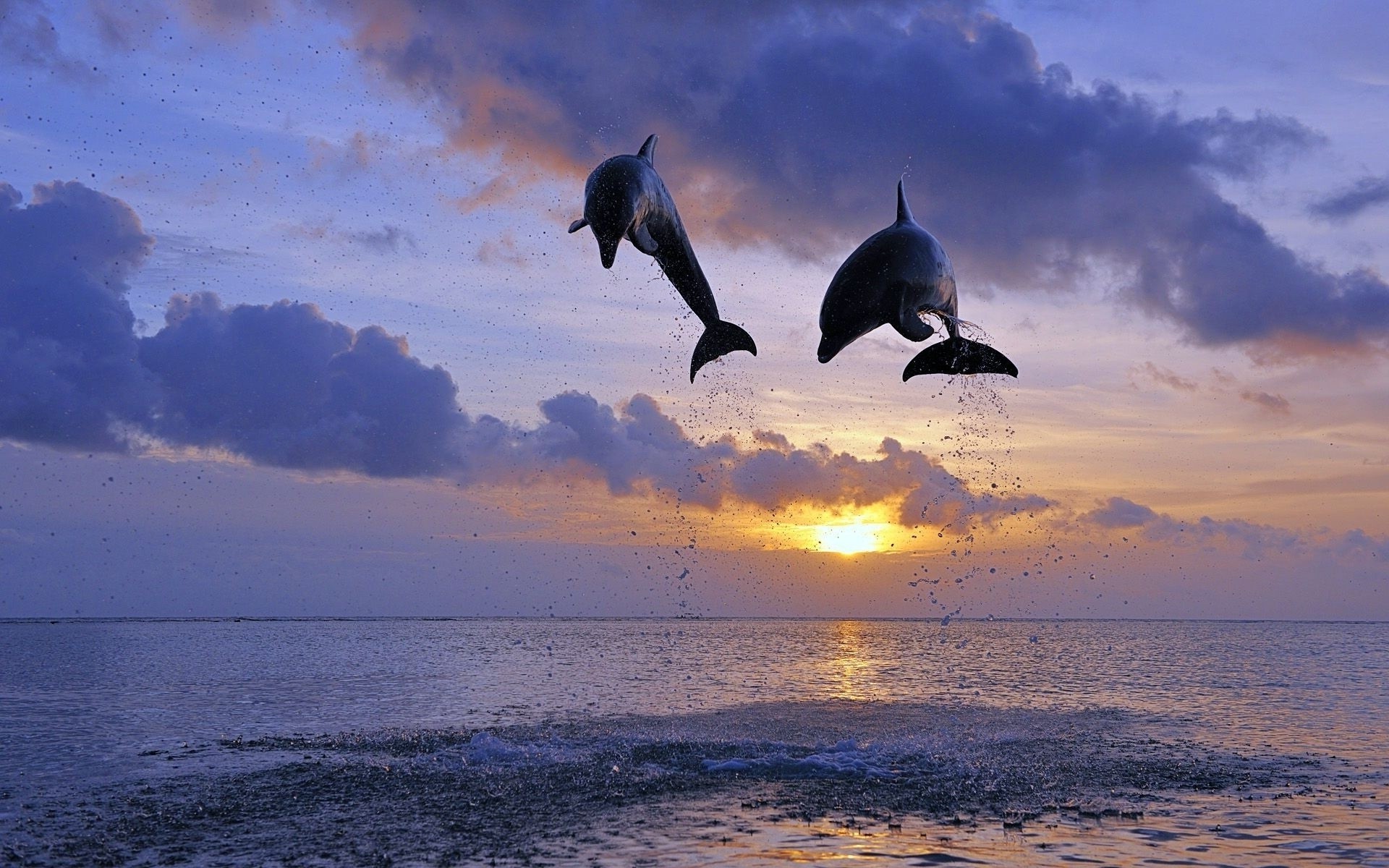 Прыжок дельфина на закат без смс
