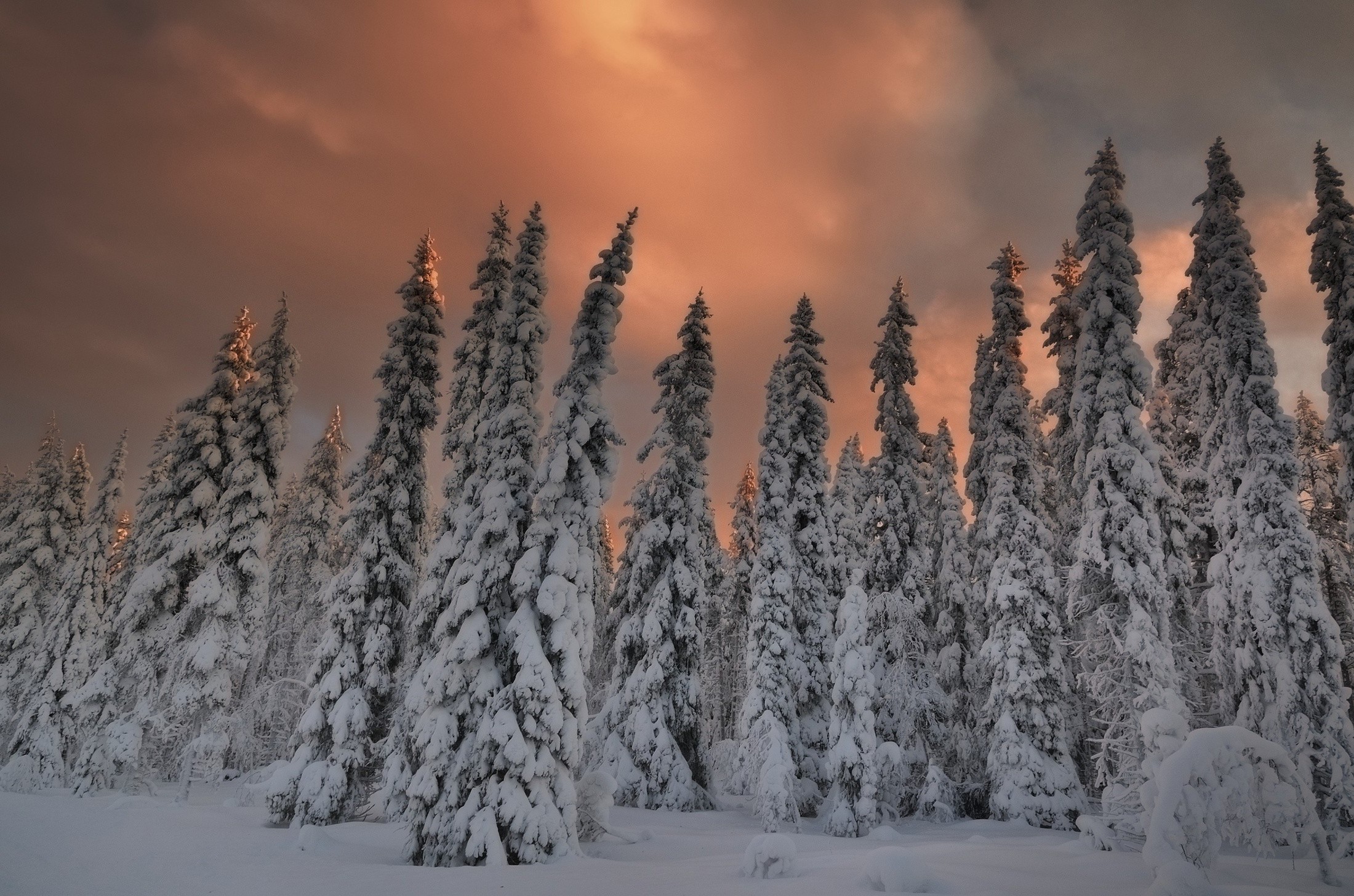 nature Wallpaper
