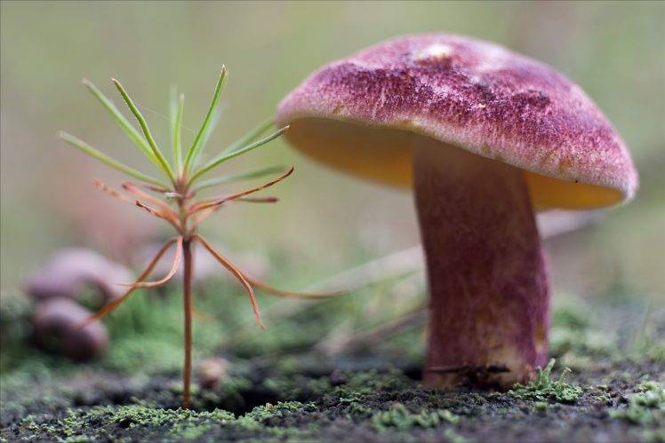 nature, Closeup, Mushroom, Blurred HD Wallpaper Desktop Background