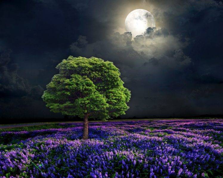 nature, Artwork, Trees, Moon, Flowers, Night Wallpapers HD / Desktop and  Mobile Backgrounds