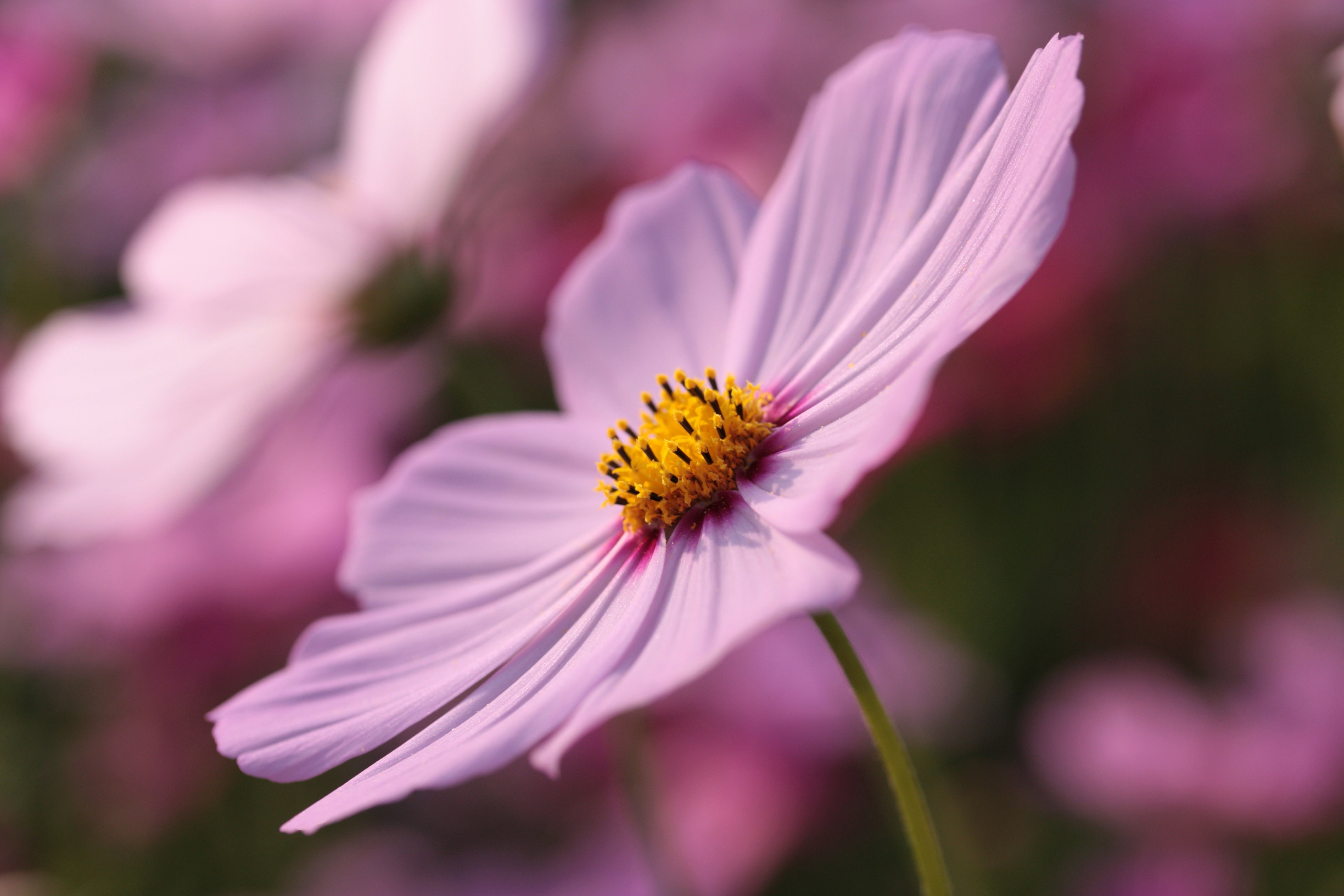 nature Wallpaper