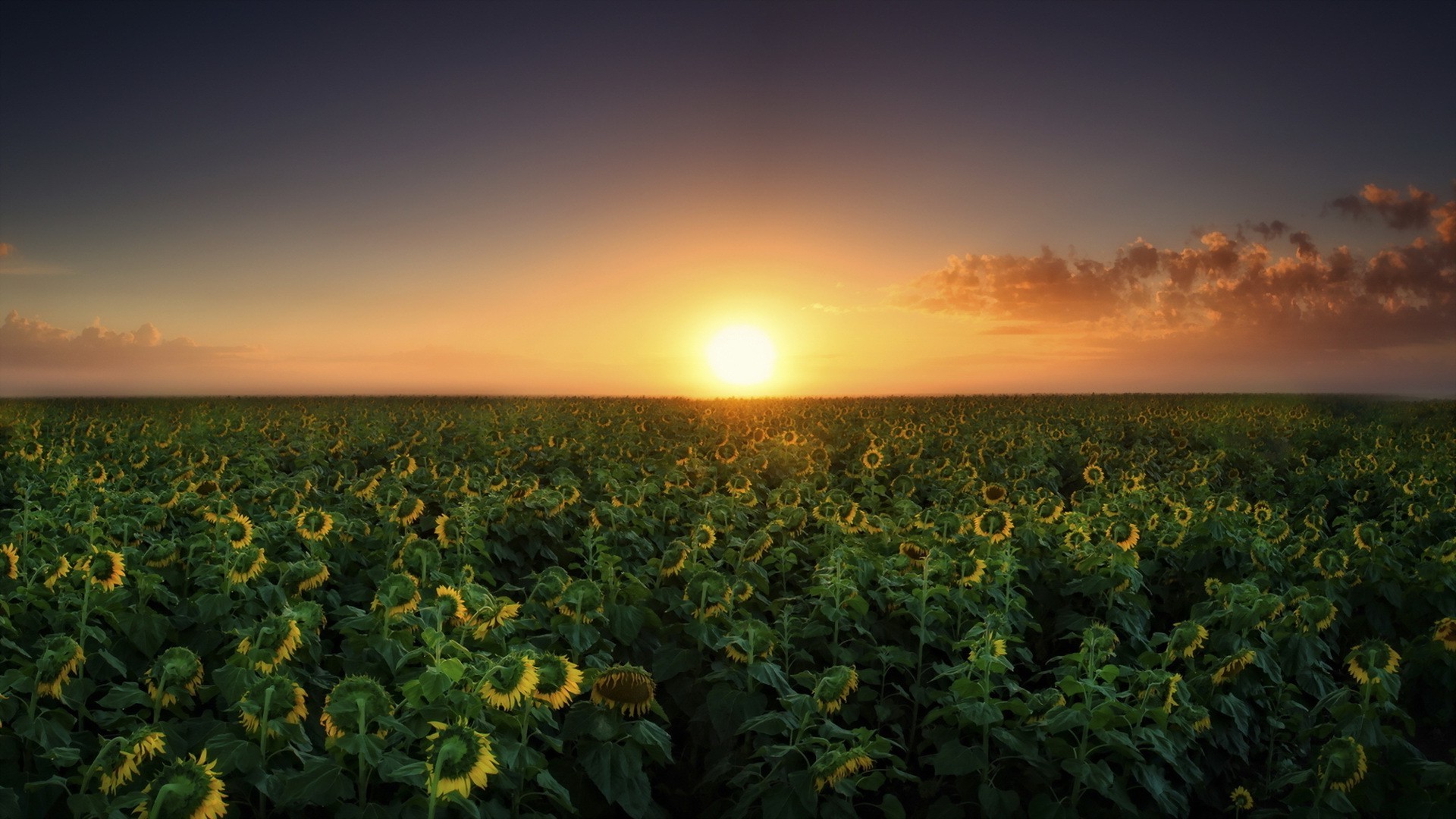 nature Wallpaper