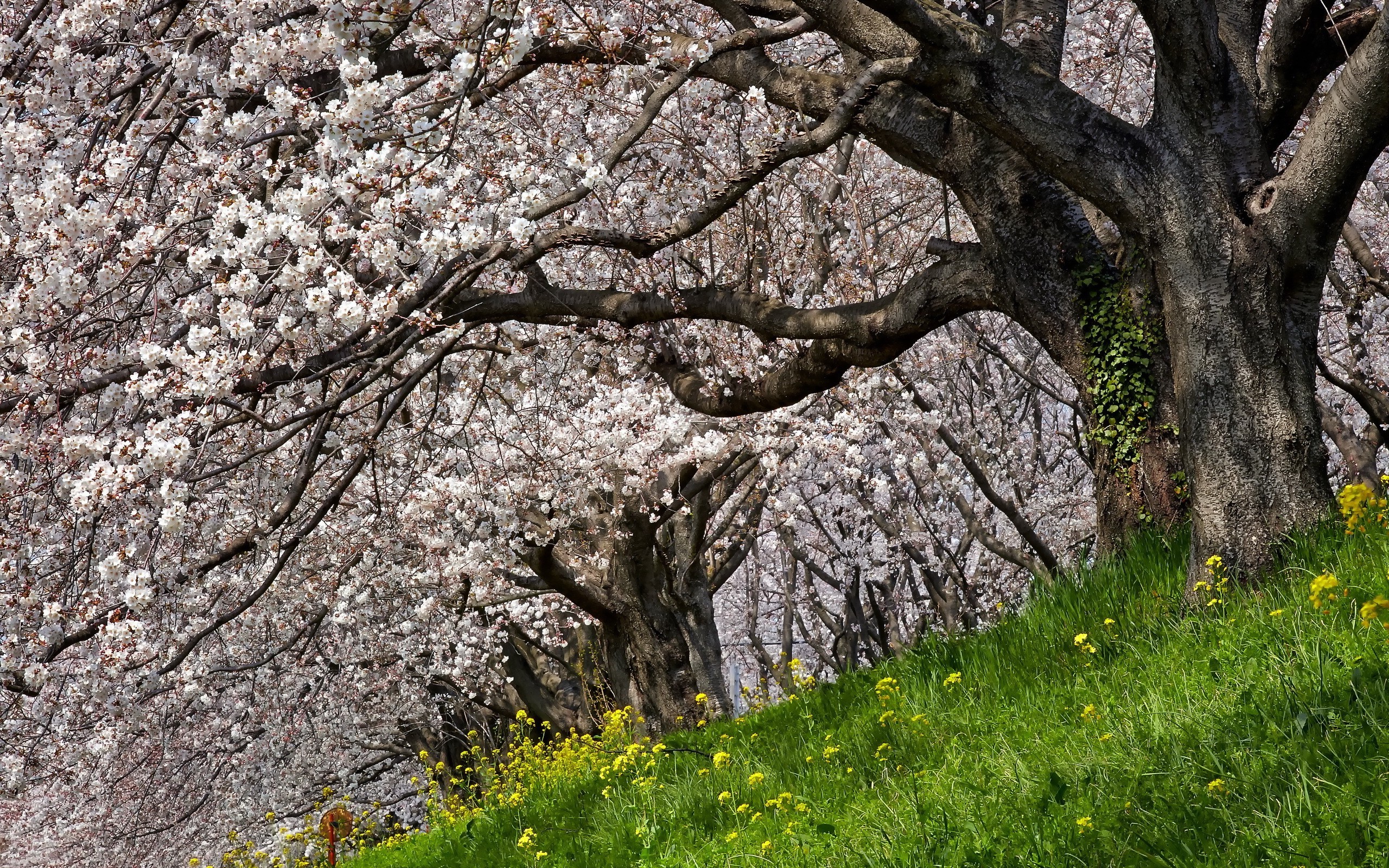 nature Wallpaper