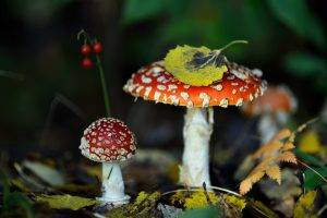 nature, Fly Agaric