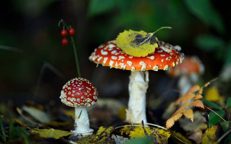 nature, Fly Agaric HD Wallpaper Desktop Background