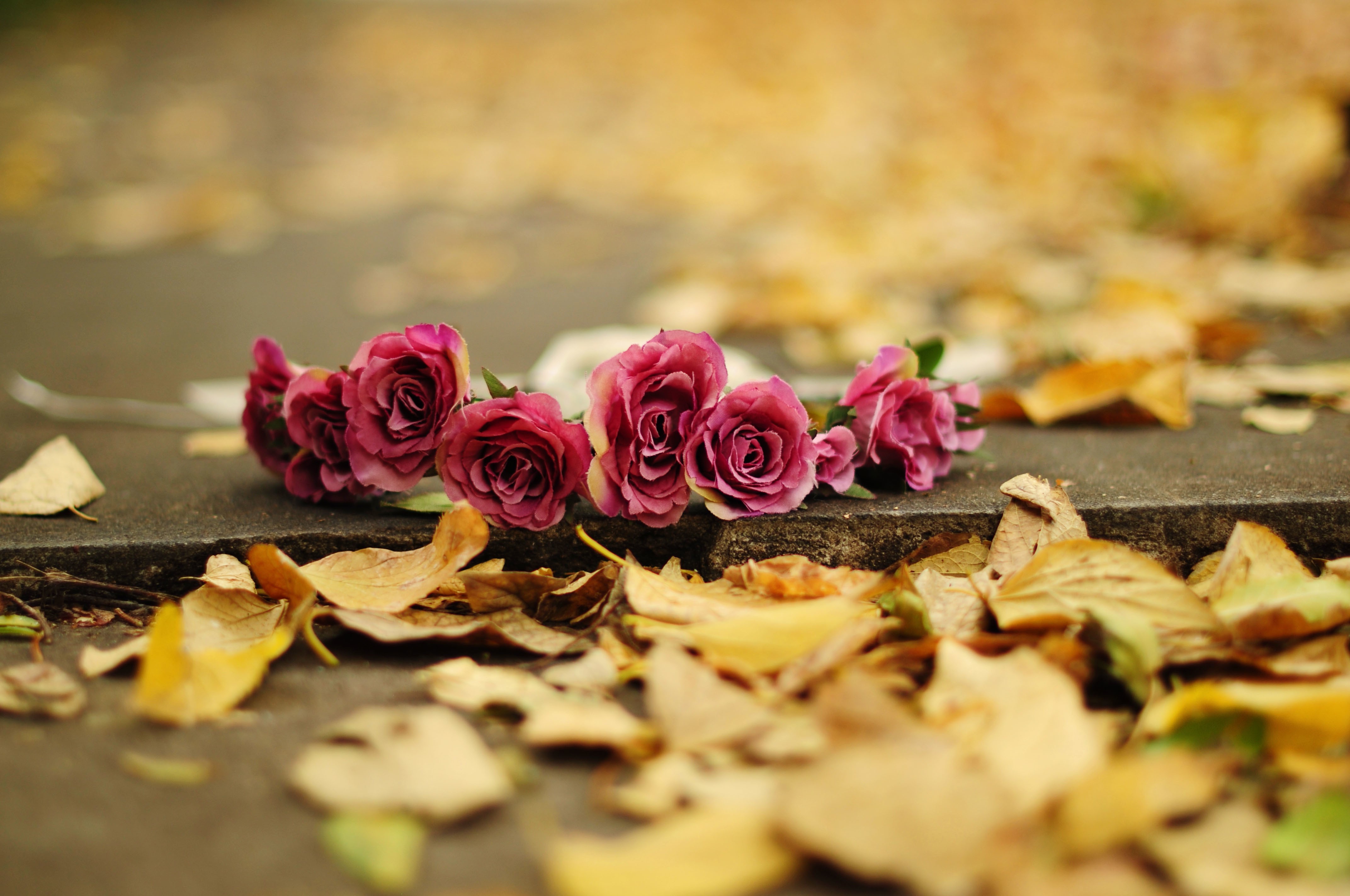 nature Wallpaper