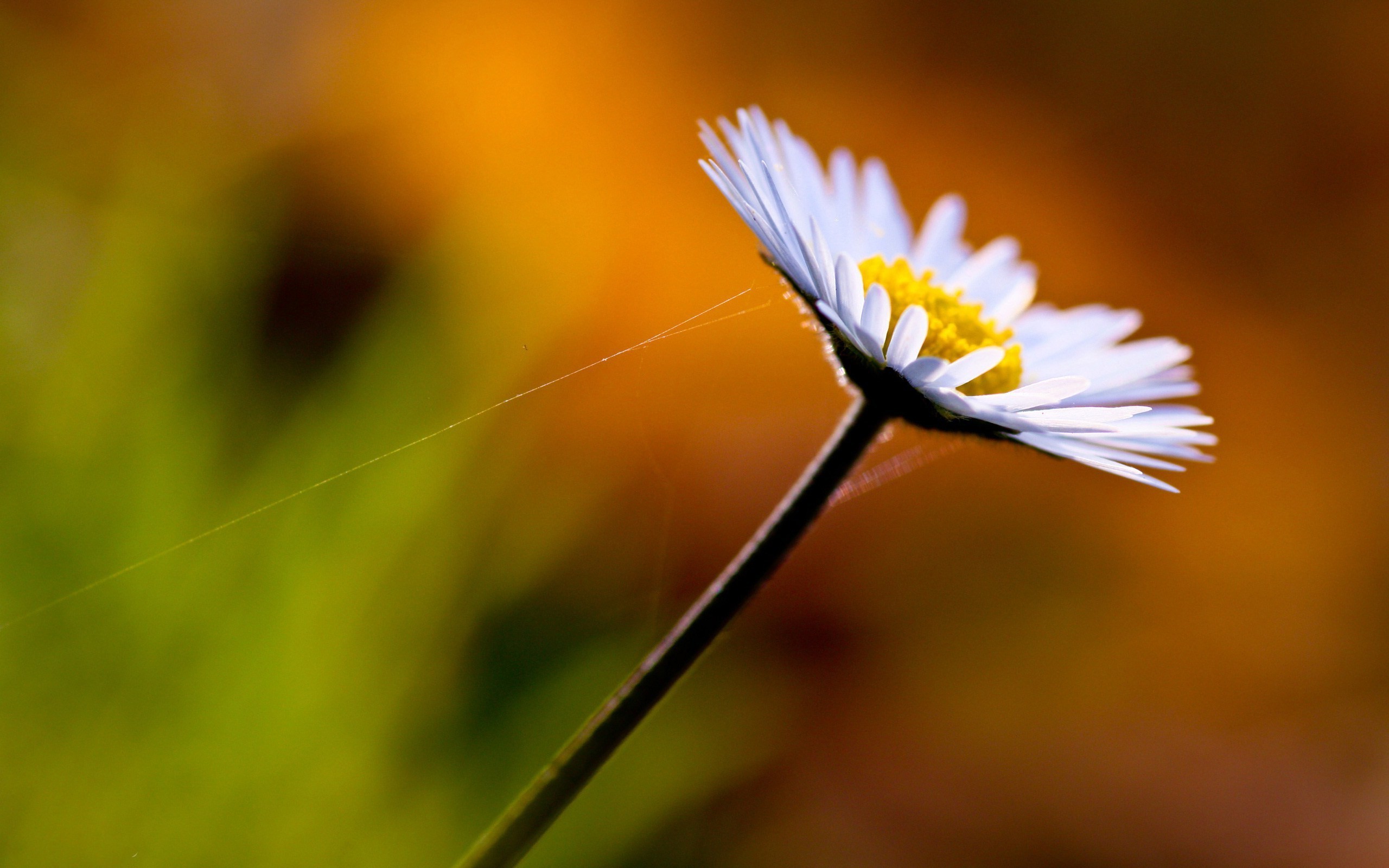 nature Wallpaper