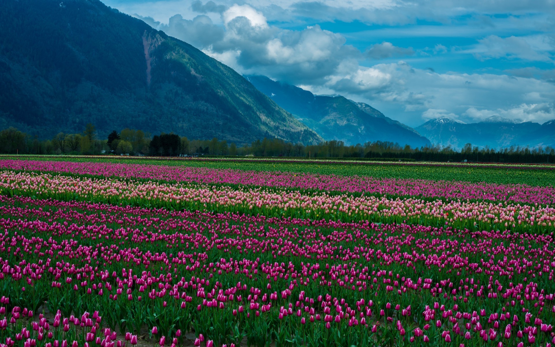 nature Wallpaper