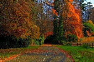 nature, Road, Fall