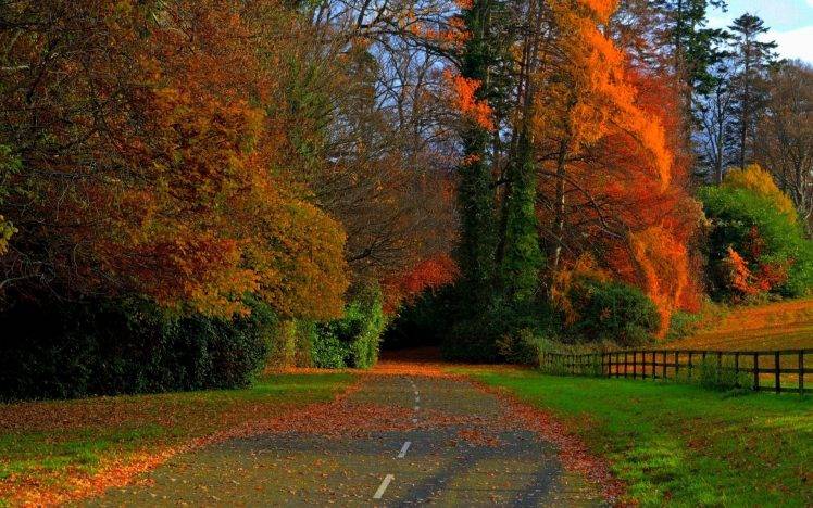 nature, Road, Fall HD Wallpaper Desktop Background