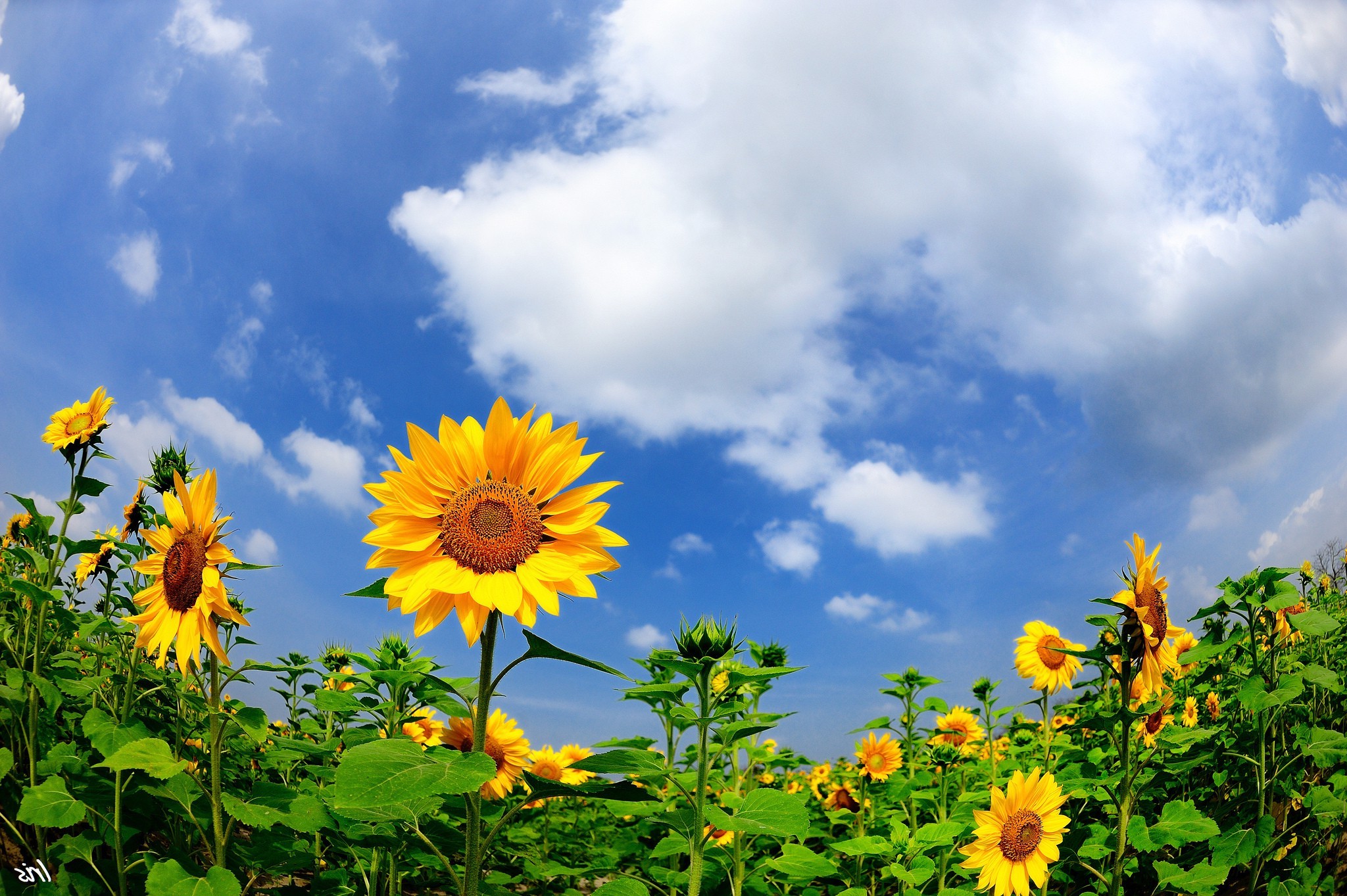 nature Wallpaper
