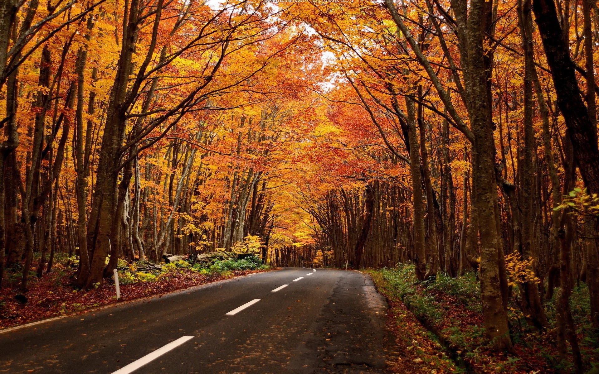 nature Wallpaper