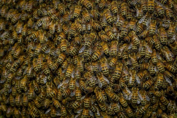 nature, Bees HD Wallpaper Desktop Background