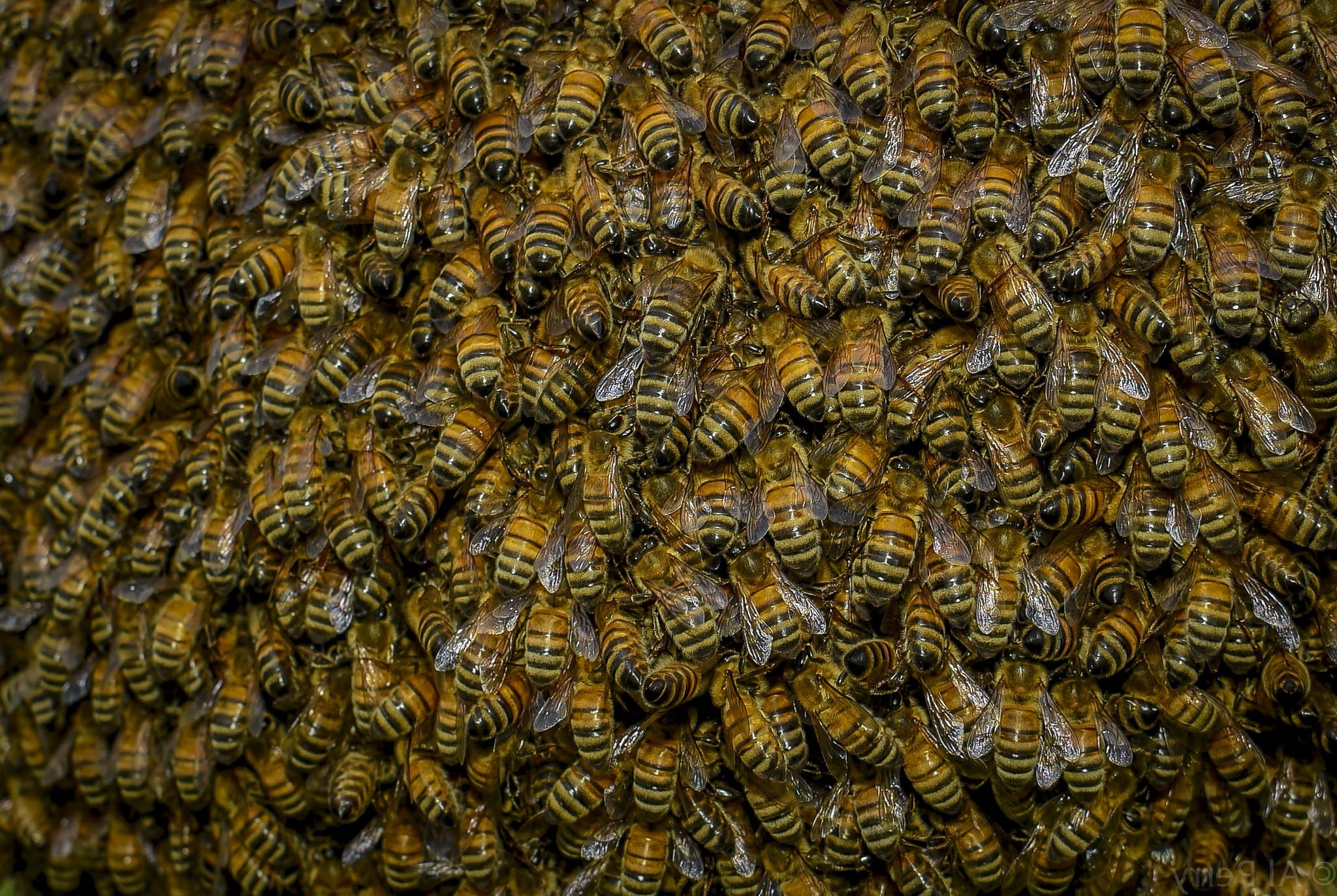 nature, Bees Wallpaper