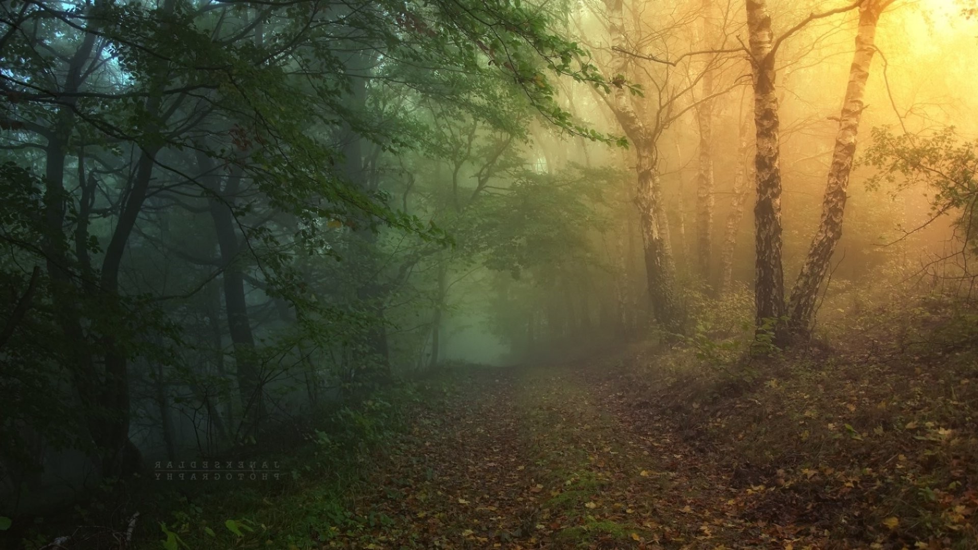 nature Wallpaper