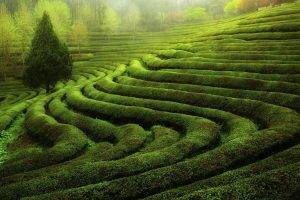 tea Plant, Landscape
