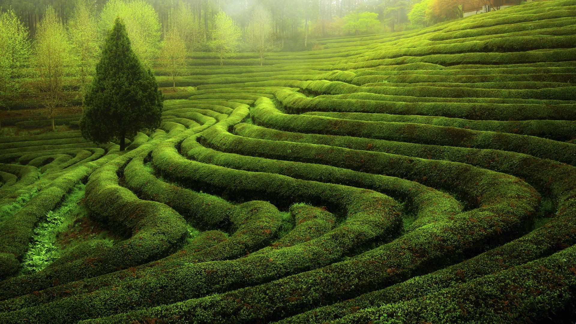 tea Plant, Landscape Wallpaper