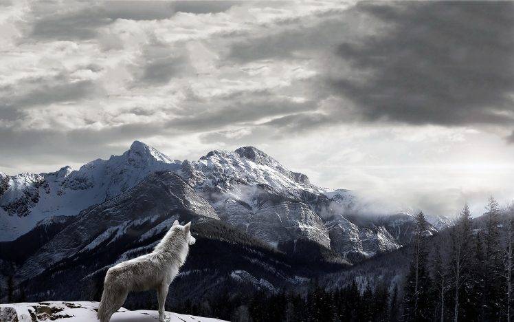 mountains, Wolf, Landscape, Clouds, Snow, Mist HD Wallpaper Desktop Background