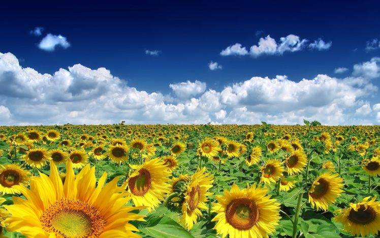 sky, Clouds, Sunflowers, Nature, Landscape HD Wallpaper Desktop Background