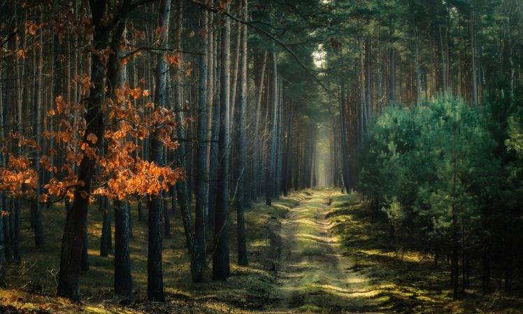 nature, Landscape, Forest, Path, Atmosphere, Trees, Dirt Road, Sunlight, Poland HD Wallpaper Desktop Background