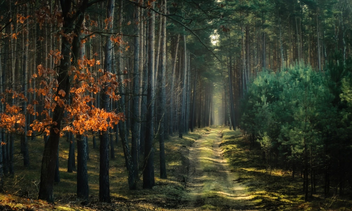 nature, Landscape, Forest, Path, Atmosphere, Trees, Dirt Road, Sunlight, Poland Wallpaper
