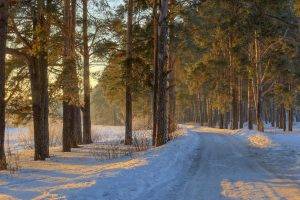 nature, Landscape, Morning, Sunlight, Forest, Road, Winter, Snow, Panoramas, Cold, Trees, Russia