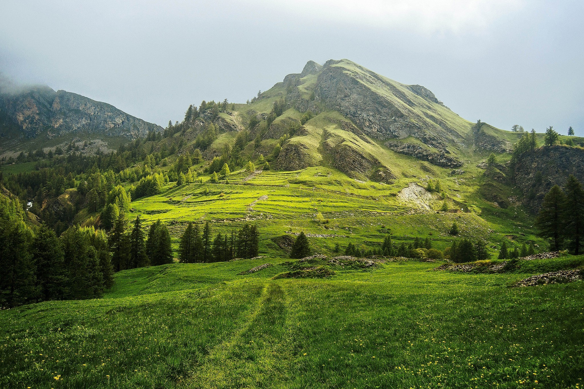 nature-landscape-photography-wildflowers-grass-trees-green