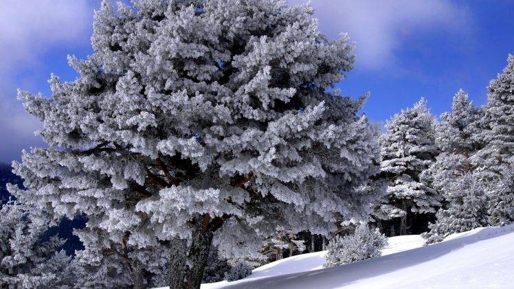 forest, Sky, Clouds, Winter, Nature, Landscape, Trees, Snow HD Wallpaper Desktop Background