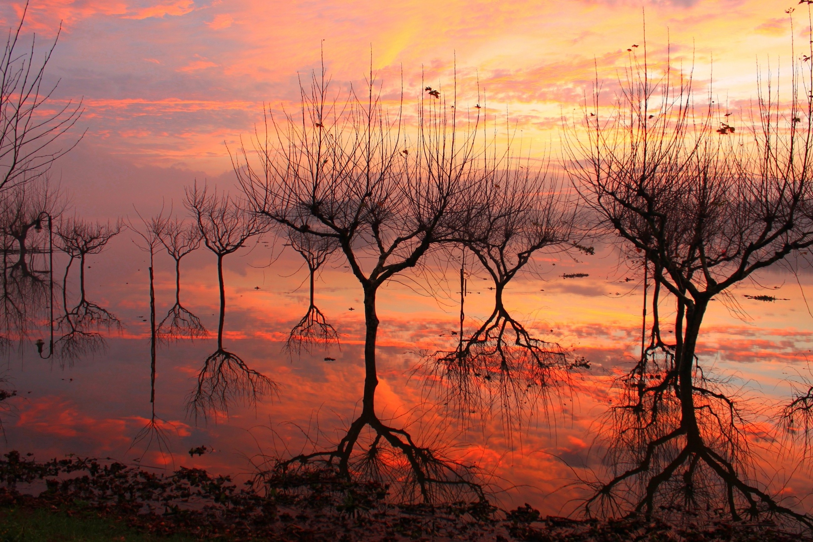 nature, Landscape, Trees, Branch, Sunset, Water, Reflection, Clouds, Portugal, Evening, Grass Wallpaper