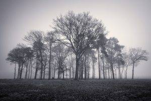 trees, Mist, Monochrome, Nature, Landscape