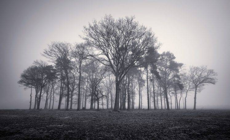 trees, Mist, Monochrome, Nature, Landscape HD Wallpaper Desktop Background