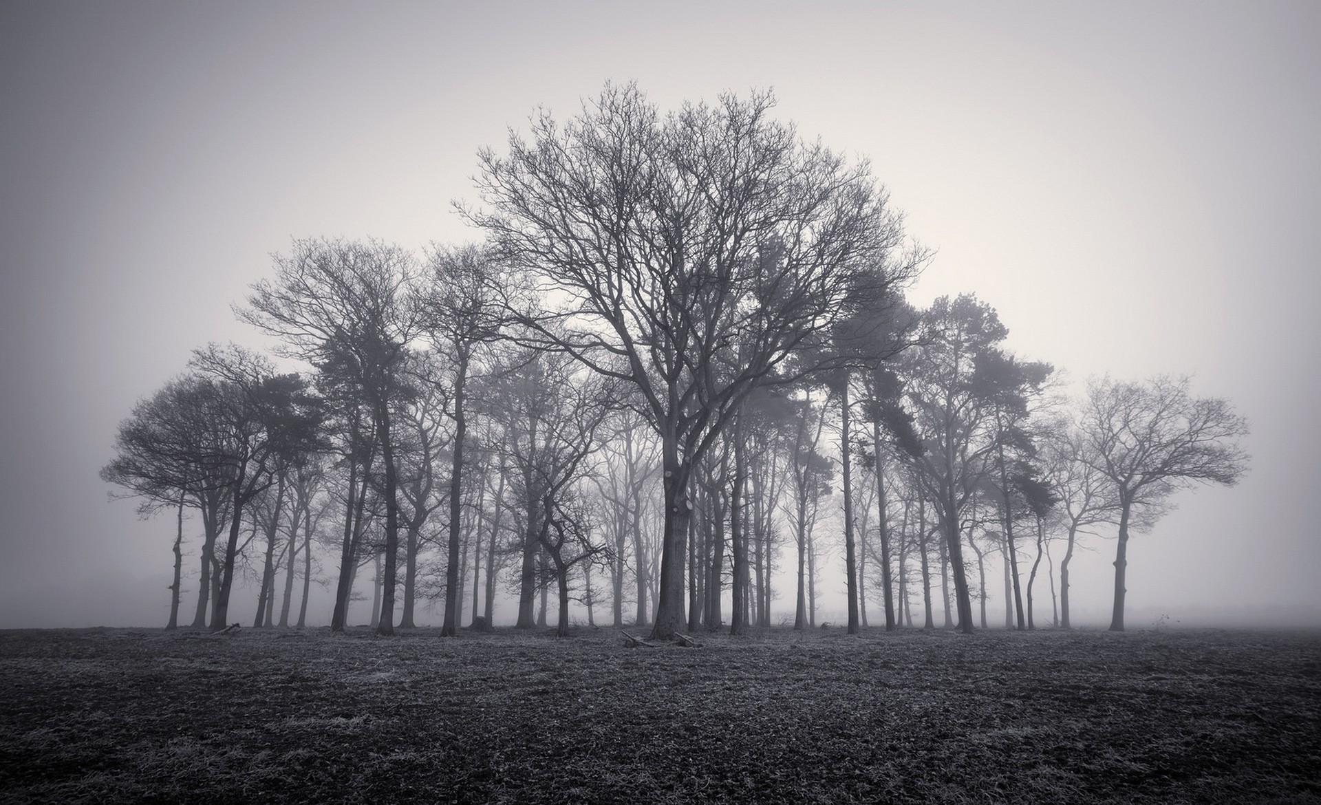 trees, Mist, Monochrome, Nature, Landscape Wallpaper