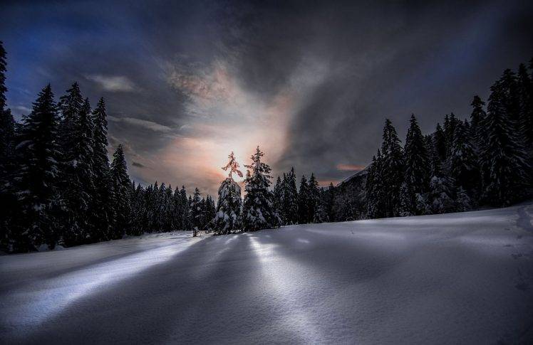 nature, Photography, Landscape, Winter, Snow, Forest, Sunset, Sunlight, Pine Trees, Cold HD Wallpaper Desktop Background