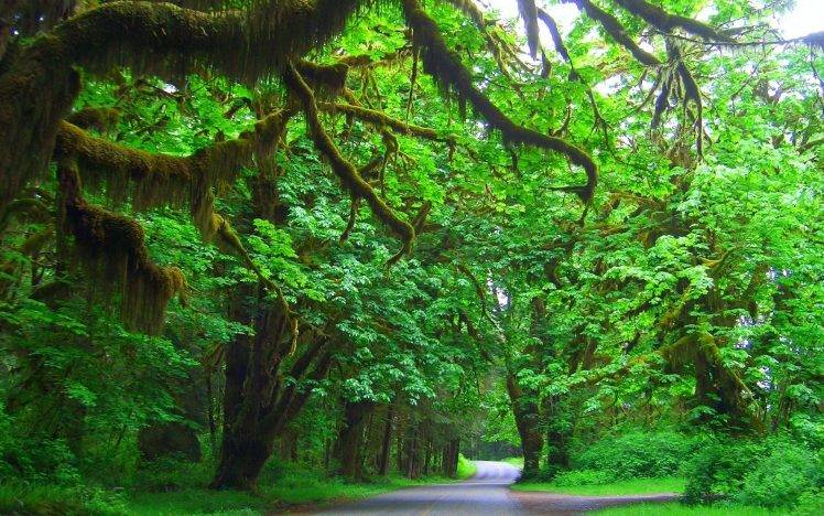 trees, Moss, Road, Green, Landscape HD Wallpaper Desktop Background