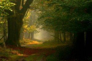 photography, Landscape, Nature, Fairy Tale, Forest, Mist, Path, Sunlight, Trees, Leaves, Netherlands