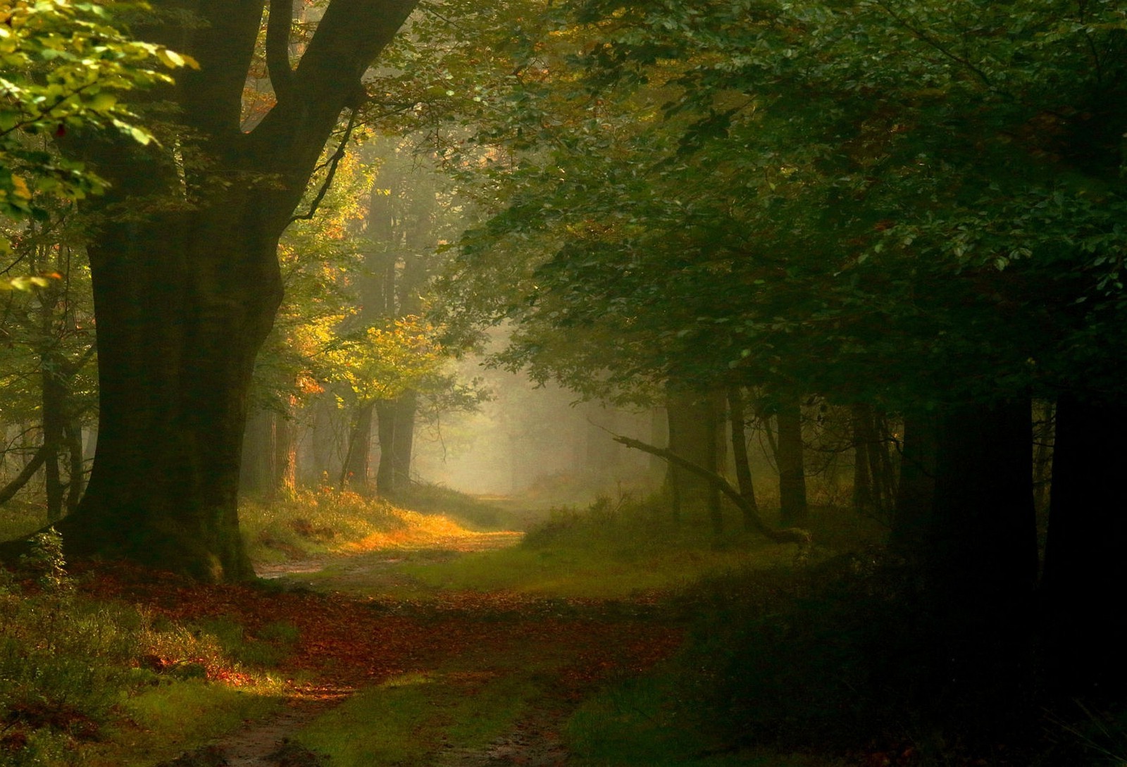 photography, Landscape, Nature, Fairy Tale, Forest, Mist, Path, Sunlight, Trees, Leaves, Netherlands Wallpaper