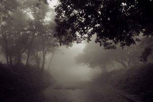 photography, Nature, Landscape, Mist, Road, Morning, Trees, Atmosphere, Daylight