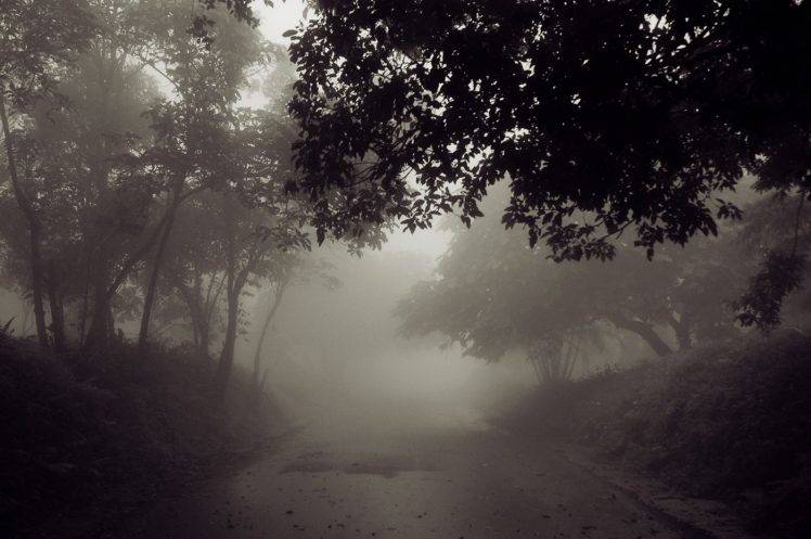 photography, Nature, Landscape, Mist, Road, Morning, Trees, Atmosphere, Daylight HD Wallpaper Desktop Background