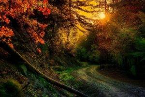 nature, Photography, Landscape, Forest, Fall, Trees, Sunset, Path, Dirt Road, Sun Rays, Sunlight, Greece